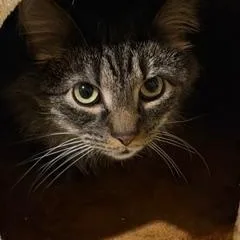 Alfie  The most thumbnail 5