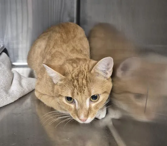 A young medium-sized male Domestic Short Hair cat named Mark for adoption in Decatur, IL