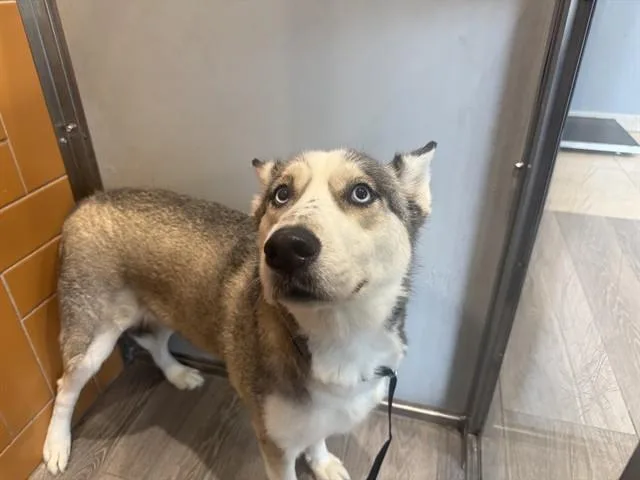 An adult large-sized female Siberian Husky dog named Patricia for adoption in Garland, TX
