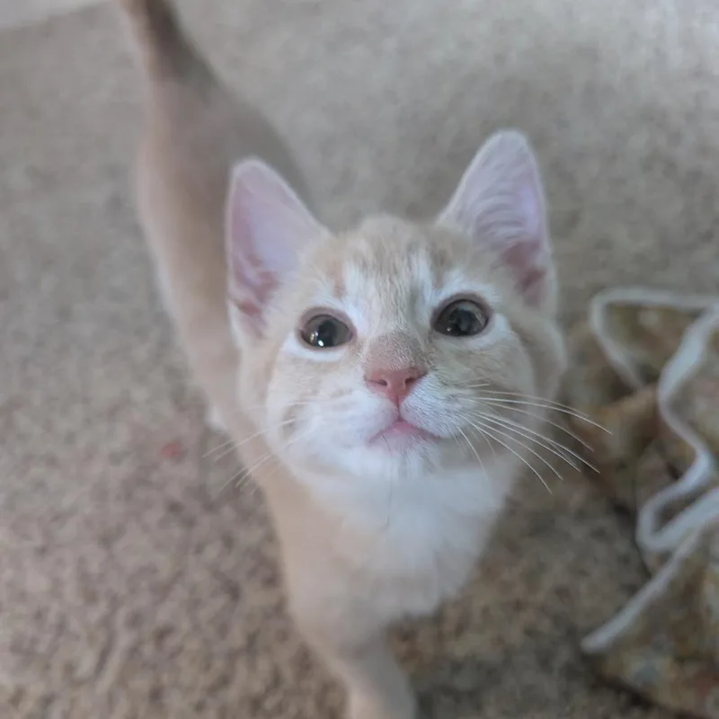 A baby small-sized male Domestic Short Hair cat named Peanut for adoption in Portage, MI