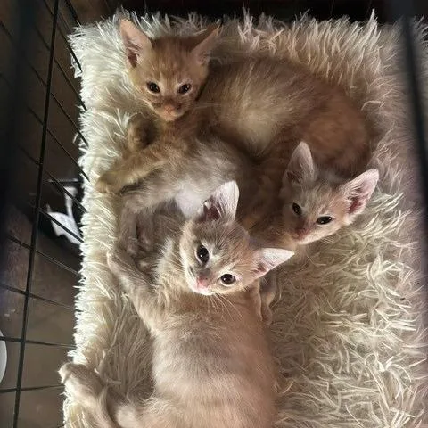 Peanut thumbnail 2