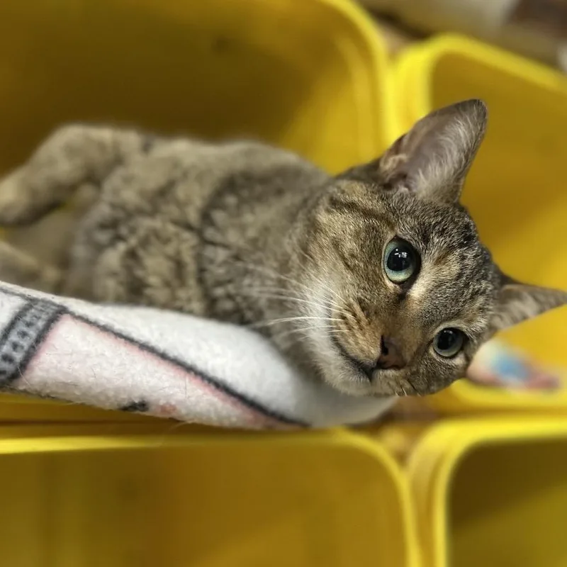 Samantha thumbnail 2