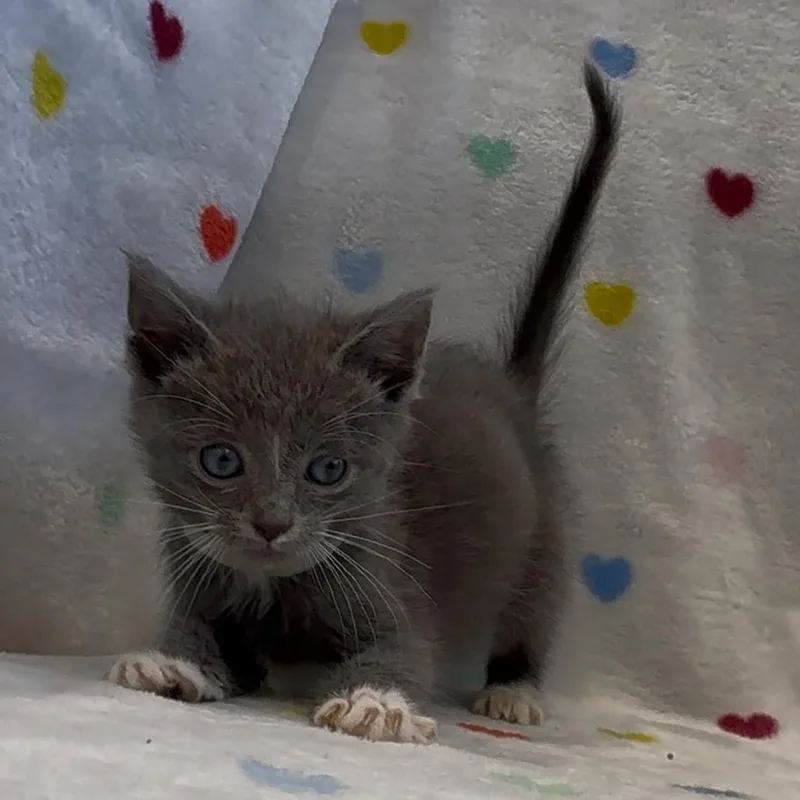 A baby small-sized male Gray / Blue / Silver Domestic Short Hair cat named Cricket for adoption in Abilene, TX