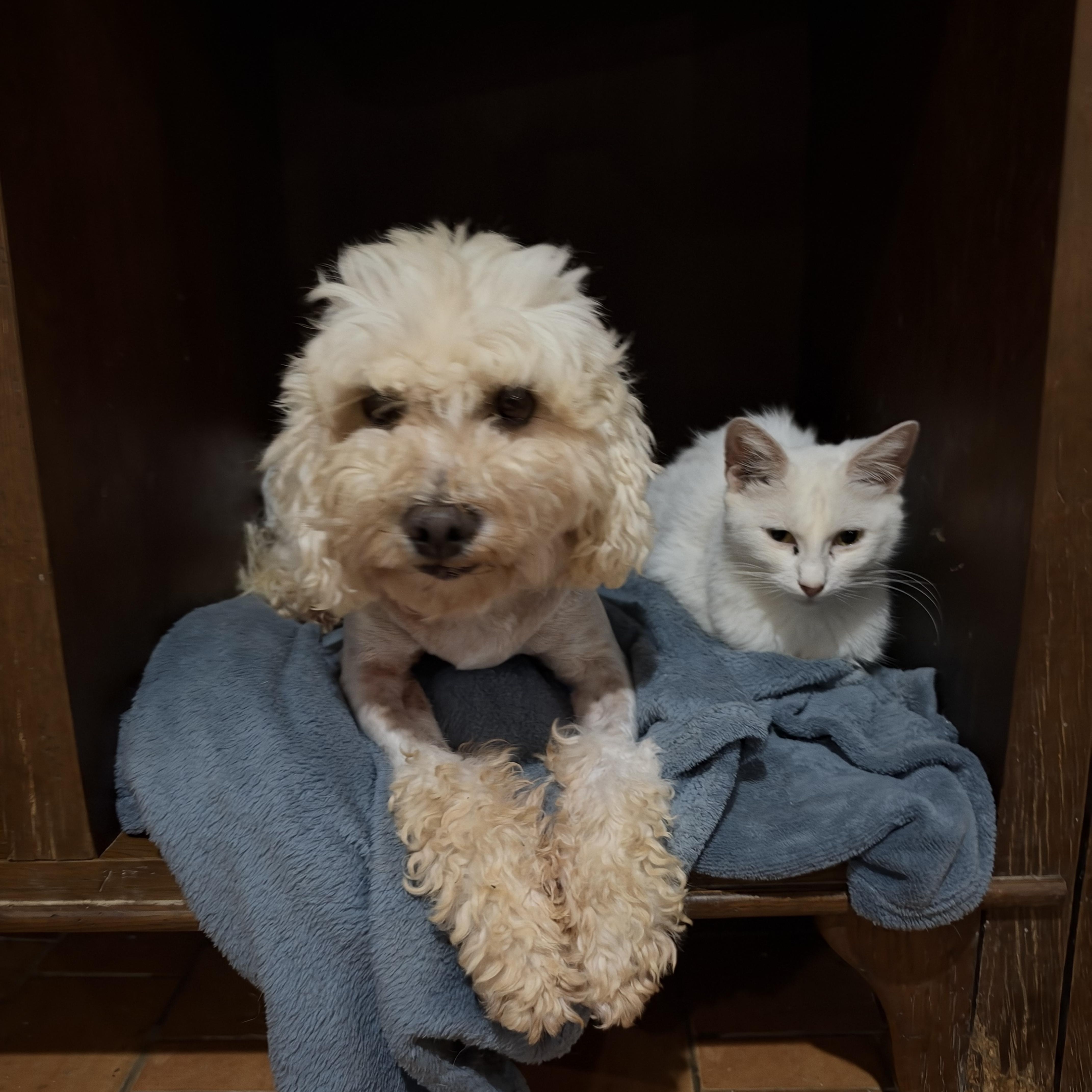 An adult small-sized female Poodle dog named Bali for adoption in New York, NY