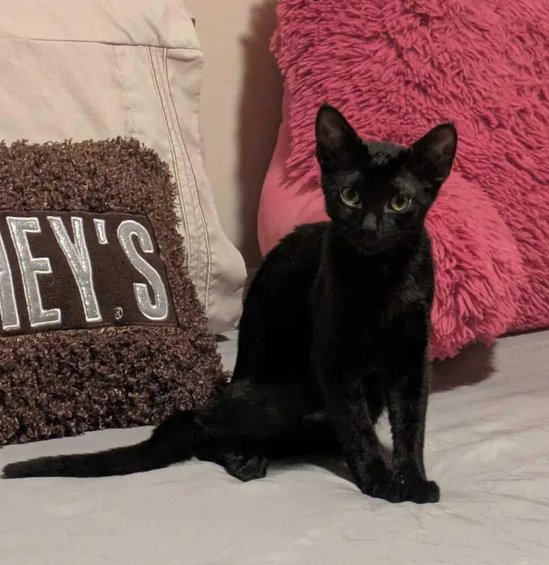 A baby medium-sized male Black Domestic Short Hair cat named Franklin for adoption in Milltown, NJ