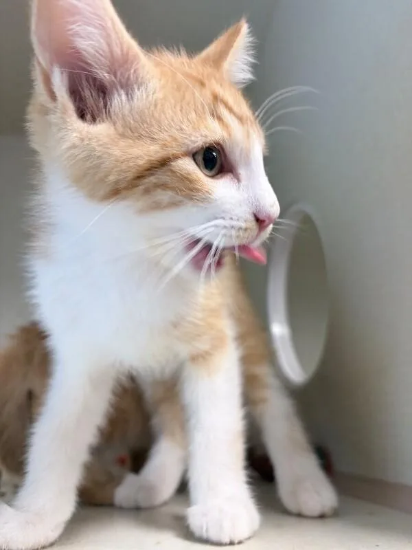 A young medium-sized male Orange / Red Domestic Short Hair cat named Koi for adoption in Fort Collins, CO