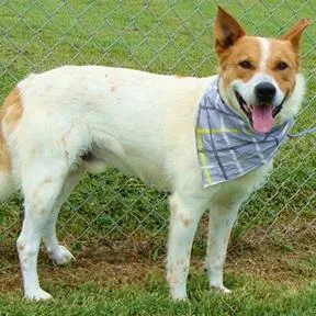 An adult medium-sized male Brown / Chocolate Mixed Breed dog named Hedgy for adoption in Jeffersonville, IN
