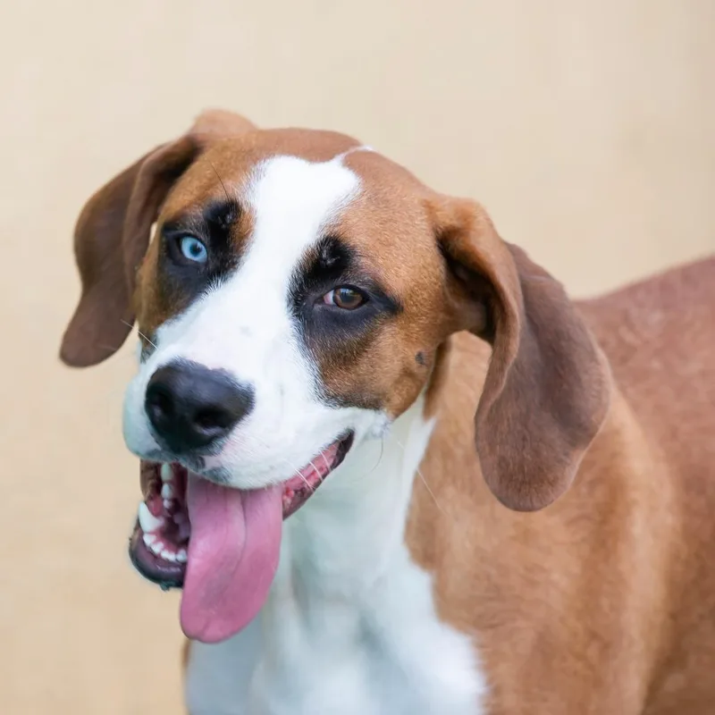 A young medium-sized male Mixed Breed dog named Winston for adoption in Cartersville, GA