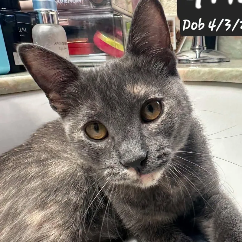 A baby medium-sized female Dilute Tortoiseshell Domestic Short Hair cat named Griz for adoption in Concord, CA