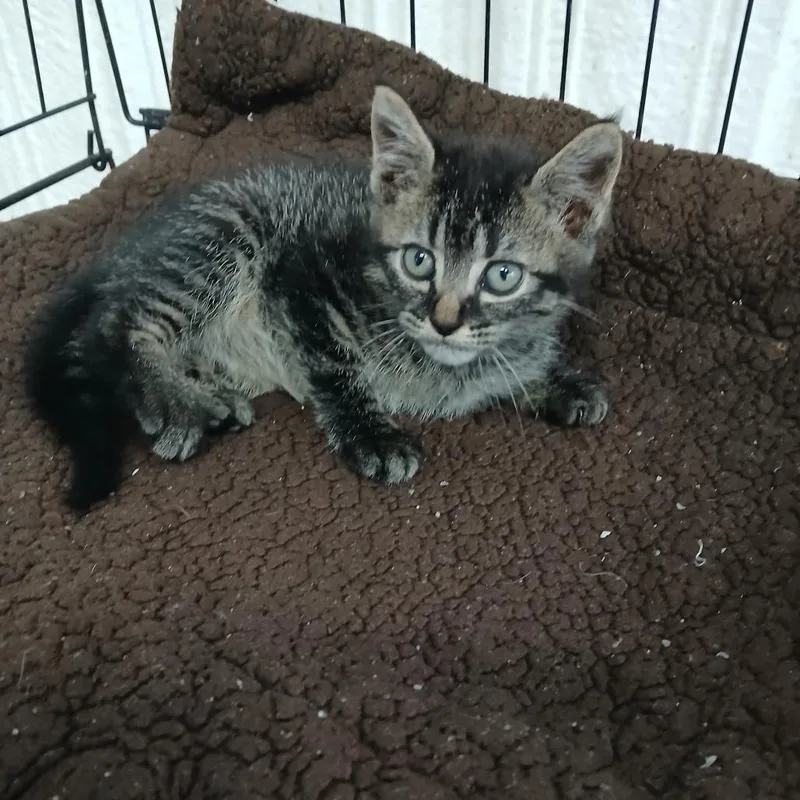 A baby small-sized female Black Domestic Short Hair cat named Holly for adoption in Clarksdale, MS