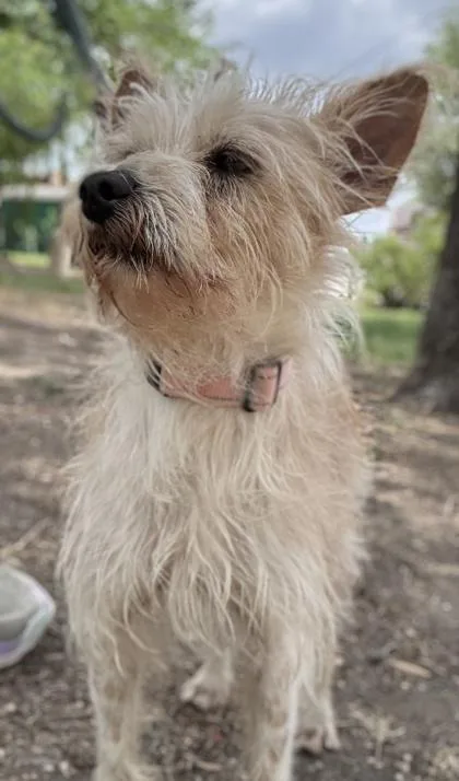 An adult small-sized male Terrier dog named Larry for adoption in San Antonio, TX