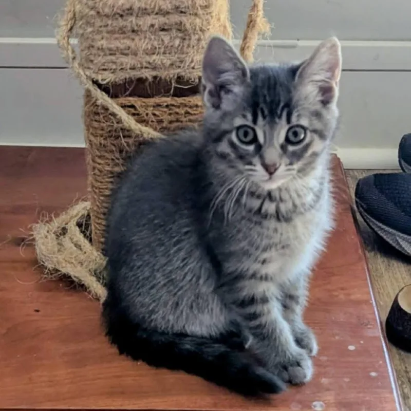 A baby small-sized female Gray / Blue / Silver Domestic Short Hair cat named Judy for adoption in West Olive, MI