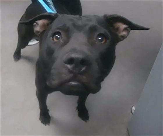 A young large-sized male Pit Bull Terrier dog named Moo for adoption in Phoenix, AZ