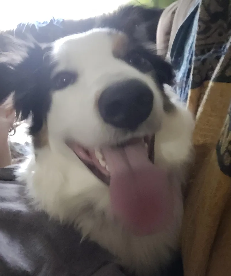 A young medium-sized male Australian Shepherd dog named Taro for adoption in Hamilton, NJ