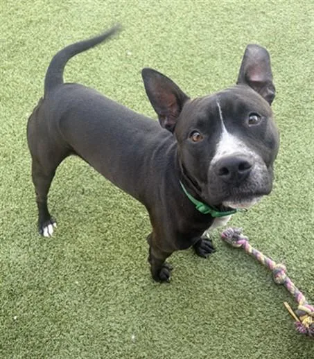 A young medium-sized male Pit Bull Terrier dog named Troll for adoption in Toledo, OH