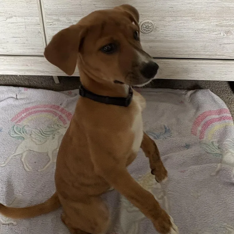 Henrietta thumbnail 2