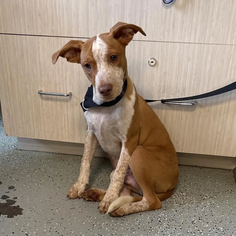 A young medium-sized male Yellow / Tan / Blond / Fawn Terrier dog named Sea Turtle for adoption in Galax, VA