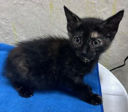 A baby small-sized female Domestic Short Hair cat named Eclipse for adoption in Honolulu, HI