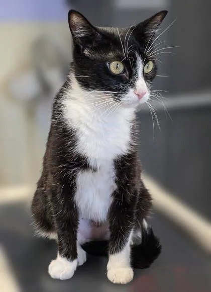 An adult medium-sized female Domestic Short Hair cat named Felicity for adoption in Bridgewater, NJ