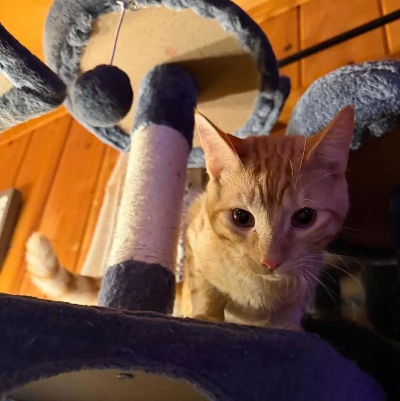 An adult medium-sized male Domestic Short Hair cat named Oliver for adoption in Candler, NC