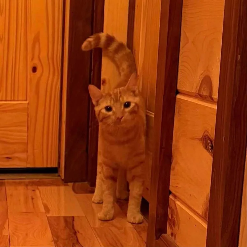 Oliver thumbnail 2