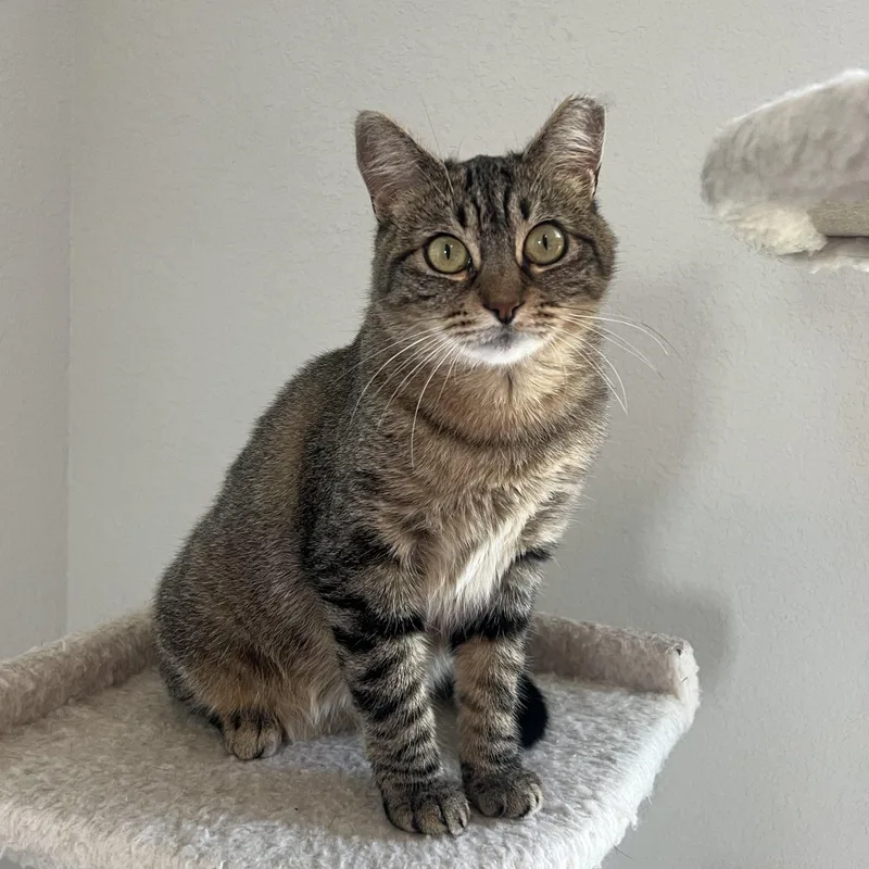 A young medium-sized female Tabby (Buff / Tan / Fawn) Domestic Short Hair cat named Angelica for adoption in Houston, TX