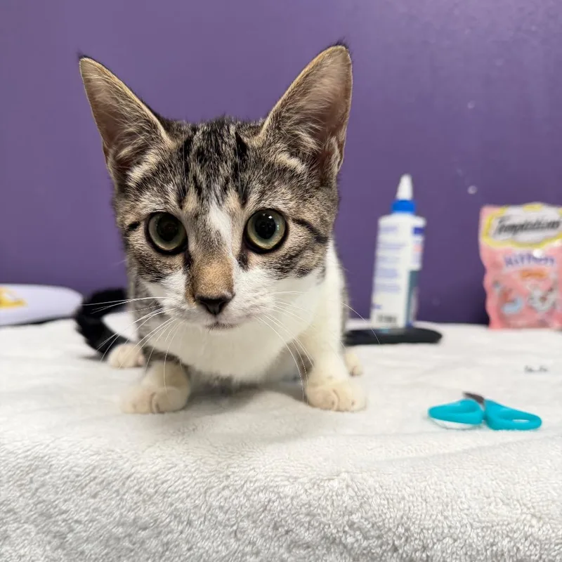 A baby small-sized female White Domestic Short Hair cat named Tina for adoption in Englewood, FL
