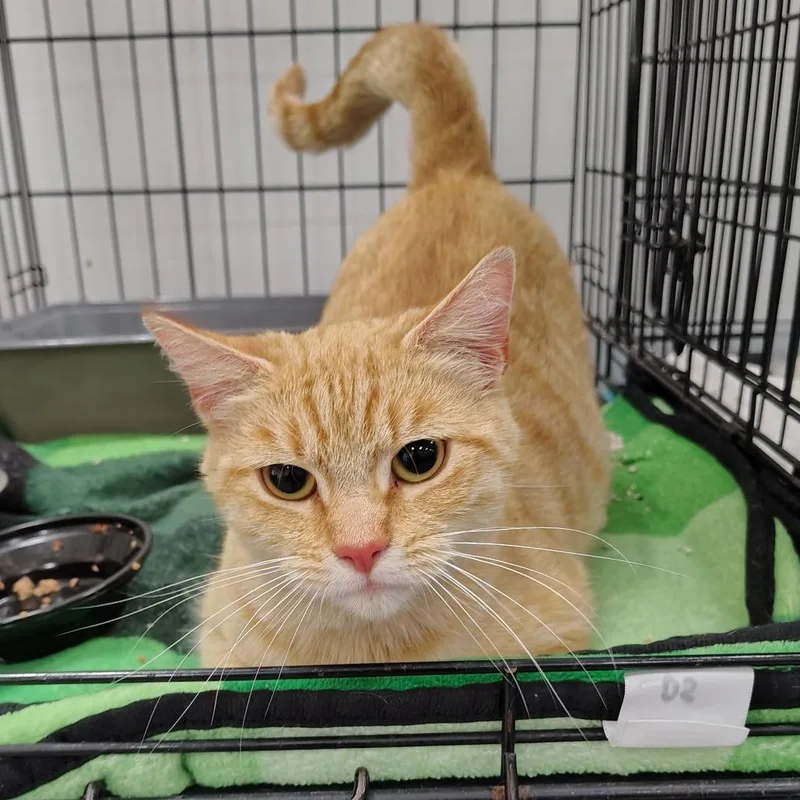 An adult medium-sized female Orange / Red Domestic Short Hair cat named Carrie for adoption in Coos Bay, OR