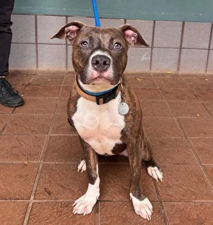 An adult medium-sized female Mixed Breed dog named Magik for adoption in Honolulu, HI