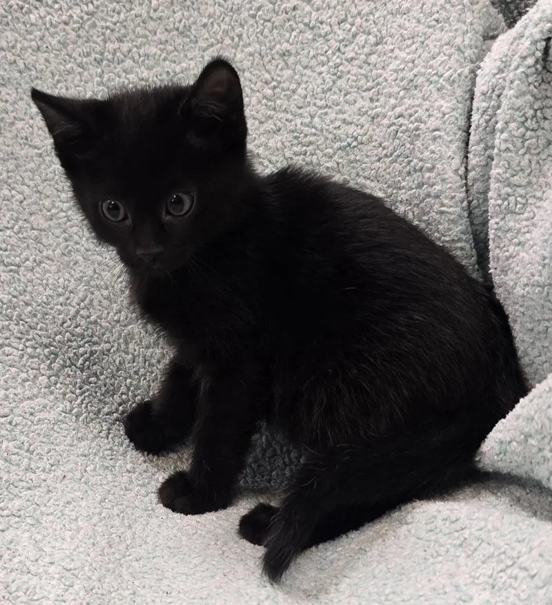 A baby small-sized male Domestic Short Hair cat named Matcha for adoption in Murphysboro, IL