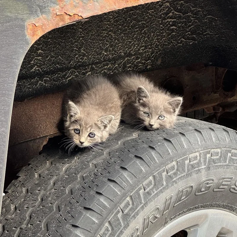 A baby small-sized male Gray / Blue / Silver Domestic Short Hair cat named Dillon for adoption in Rochester, MN