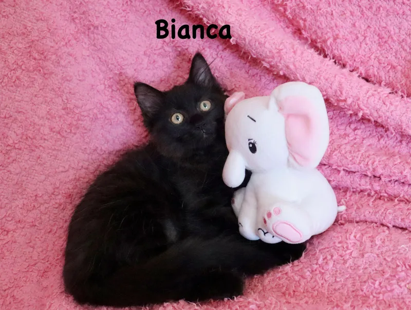 Bianca thumbnail 6