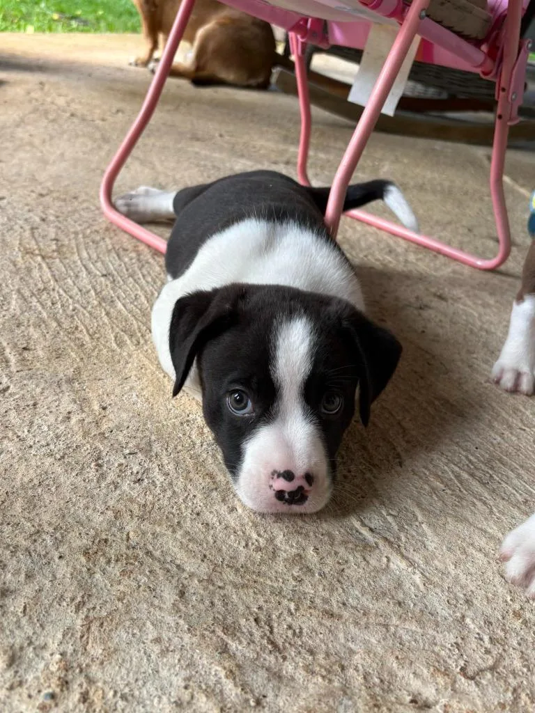 A baby medium-sized male Mixed Breed dog named Elmer for adoption in Fond Du Lac, WI
