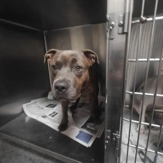 A young medium-sized male Pit Bull Terrier dog named Tiger for adoption in Los Angeles, CA
