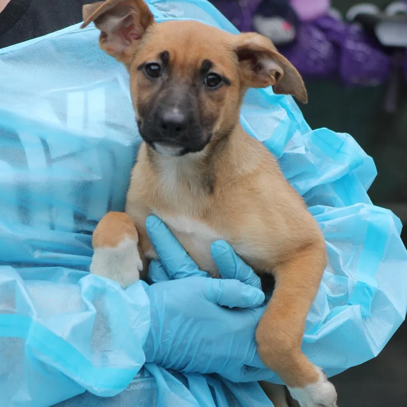 A baby medium-sized female Tricolor (Brown, Black, & White) German Shepherd Dog dog named Poppy for adoption in Lemont, IL