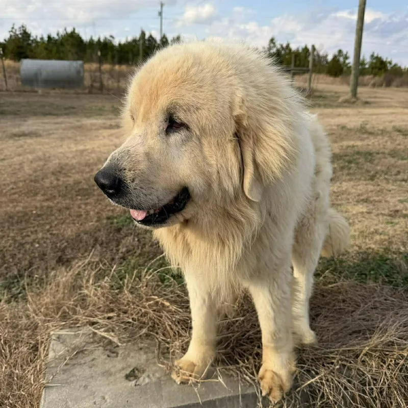 Cottage Cheese thumbnail 2