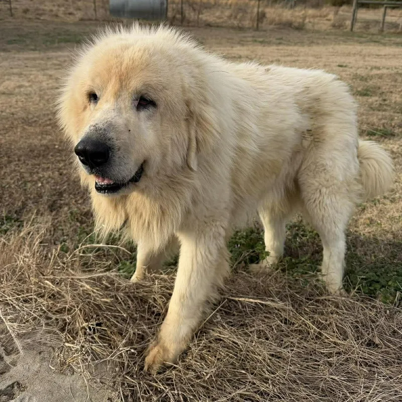 Cottage Cheese thumbnail 3