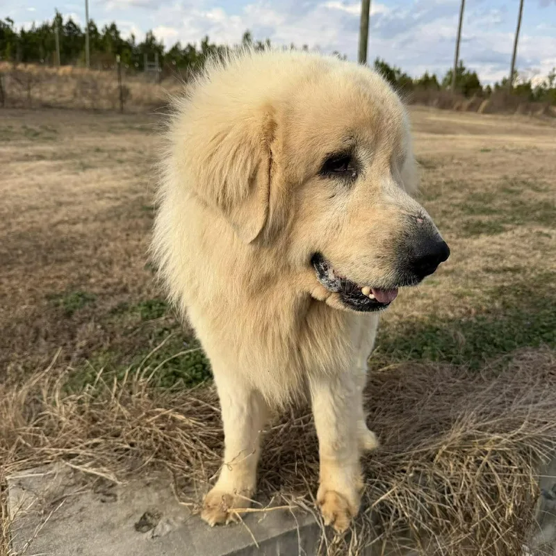 Cottage Cheese thumbnail 4