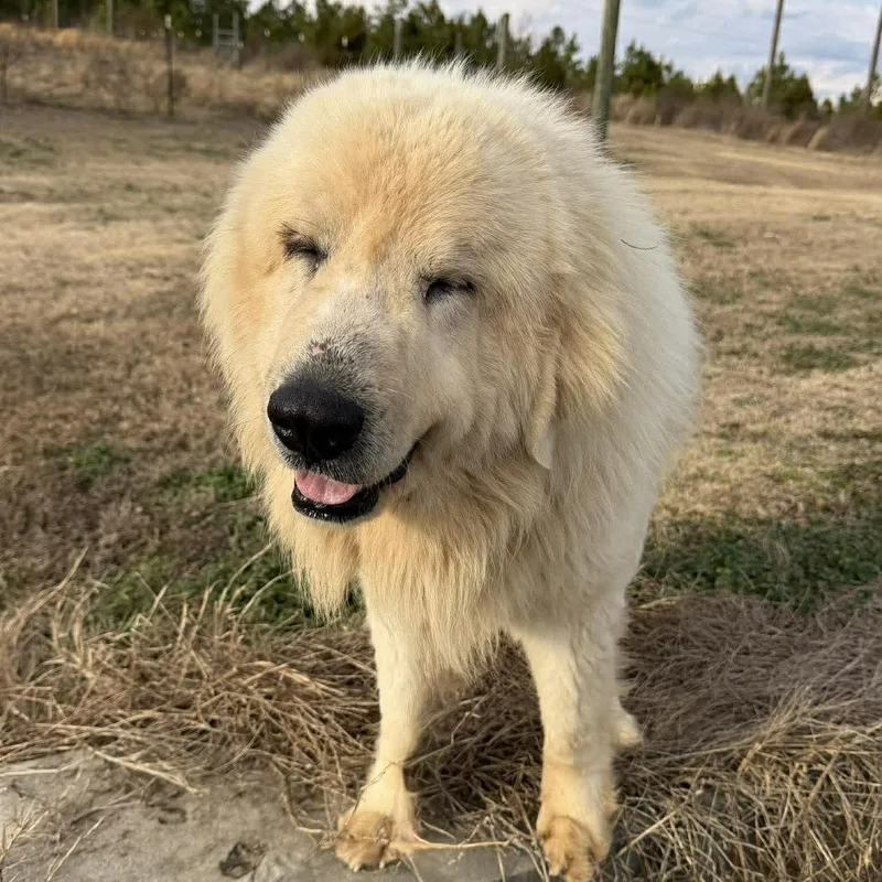 Cottage Cheese thumbnail 5