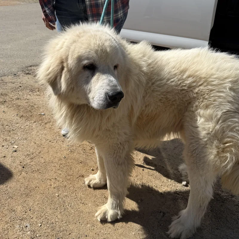 Cottage Cheese thumbnail 6