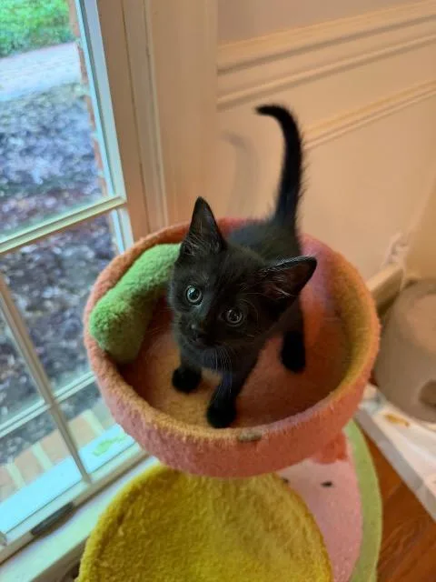 A baby medium-sized male Domestic Short Hair cat named Snoop Cat for adoption in Johnson City, TN