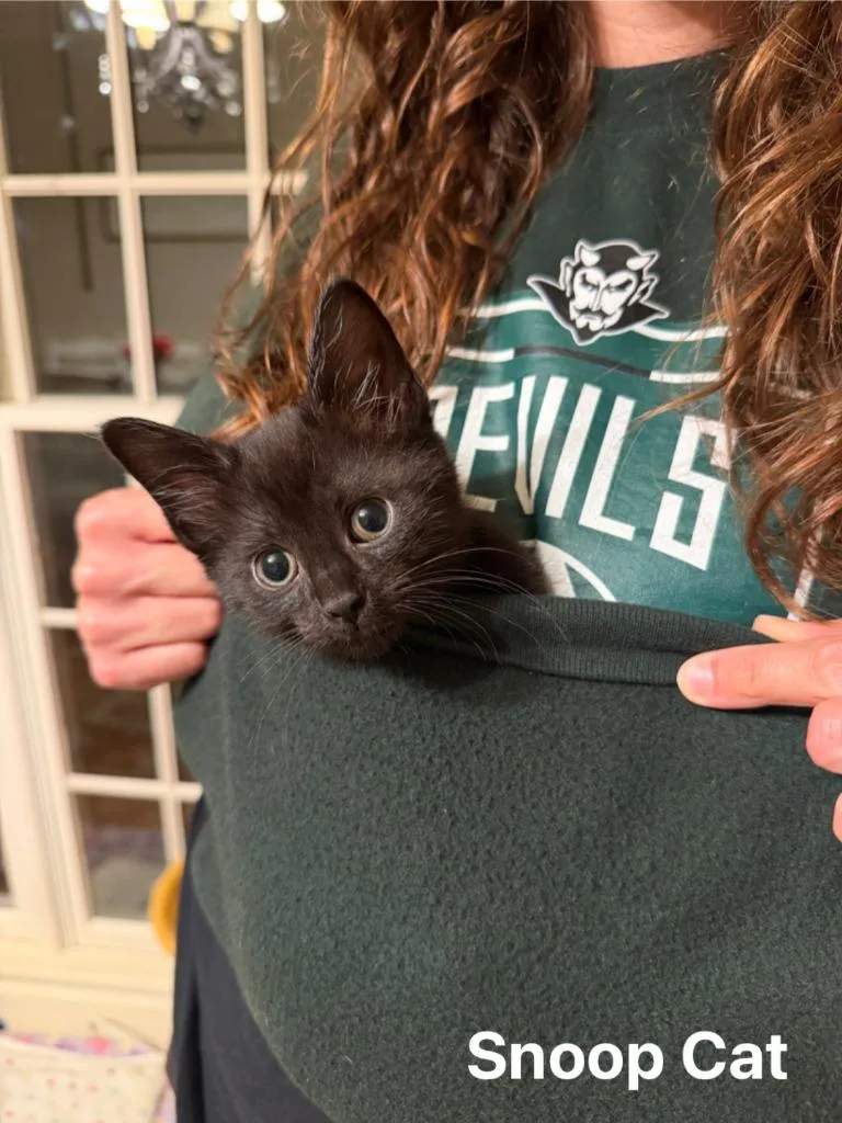 Snoop Cat thumbnail 3