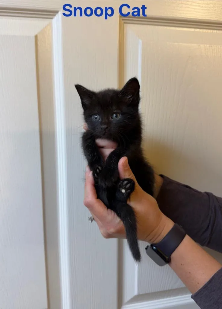 Snoop Cat thumbnail 4
