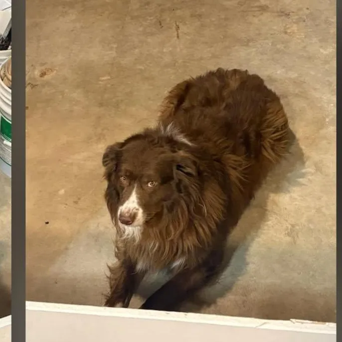 An adult large-sized male Brown / Chocolate Australian Shepherd dog named Desperado for adoption in Walthill, NE