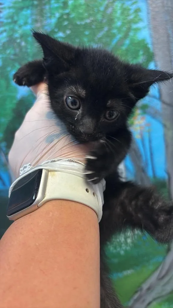 A baby small-sized male Domestic Short Hair cat named Hex for adoption in New Braunfels, TX