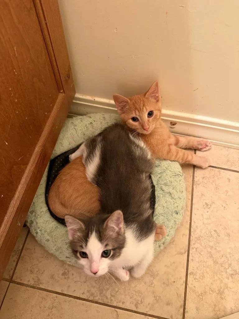 A baby medium-sized male Domestic Short Hair cat named Renji for adoption in Salt Lake City, UT