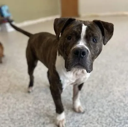 An adult large-sized male Brindle American Bulldog dog named Bandit for adoption in Watertown, WI