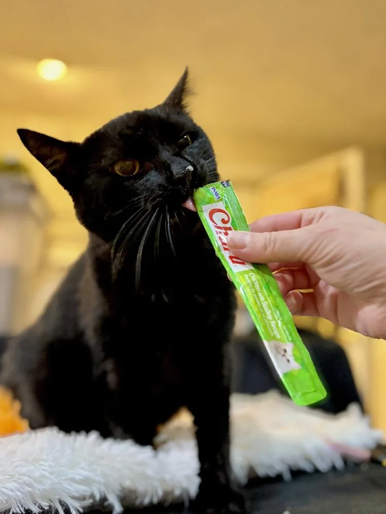 An adult medium-sized male Domestic Short Hair cat named Edgar for adoption in Loveland, OH