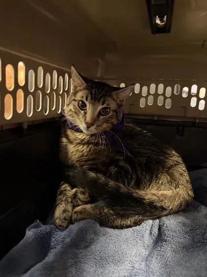 A young small-sized male Gray / Blue / Silver Domestic Short Hair cat named 61680776 for adoption in El Paso, TX