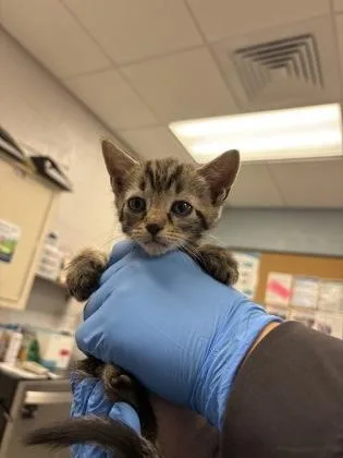 A baby small-sized female Domestic Short Hair cat named Tigger for adoption in Gastonia, NC